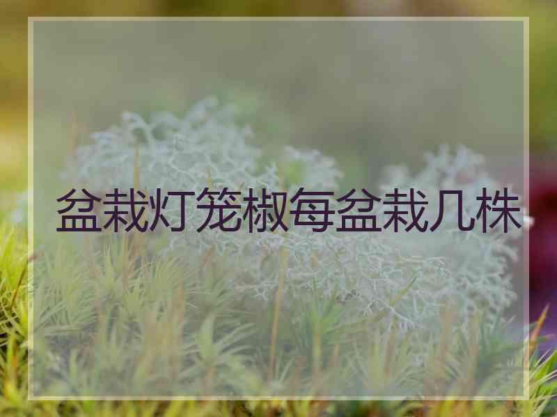 盆栽灯笼椒每盆栽几株