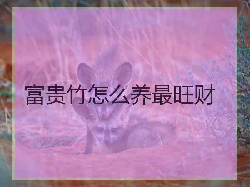 富贵竹怎么养最旺财