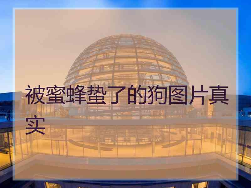 被蜜蜂蛰了的狗图片真实