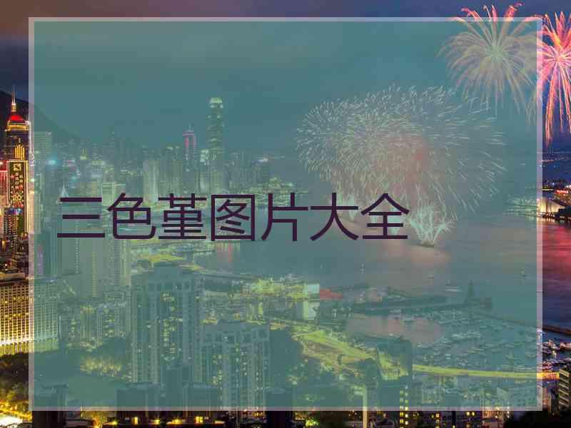 三色堇图片大全