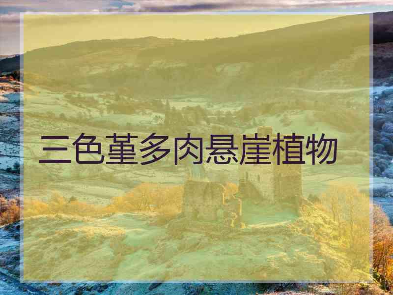 三色堇多肉悬崖植物