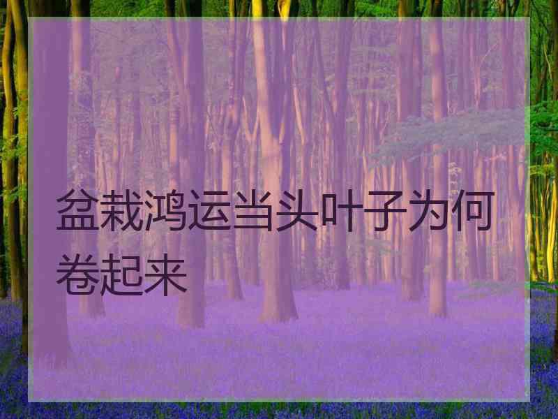 盆栽鸿运当头叶子为何卷起来