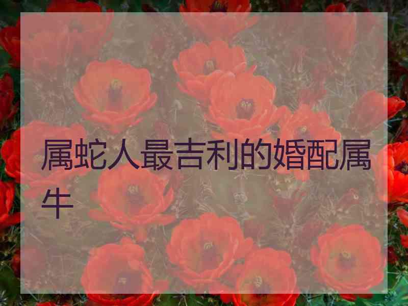 属蛇人最吉利的婚配属牛