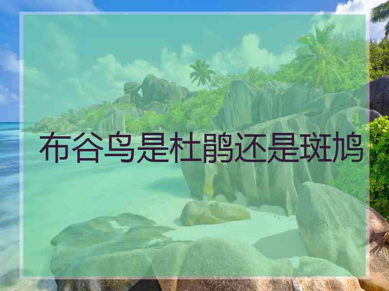 布谷鸟是杜鹃还是斑鸠