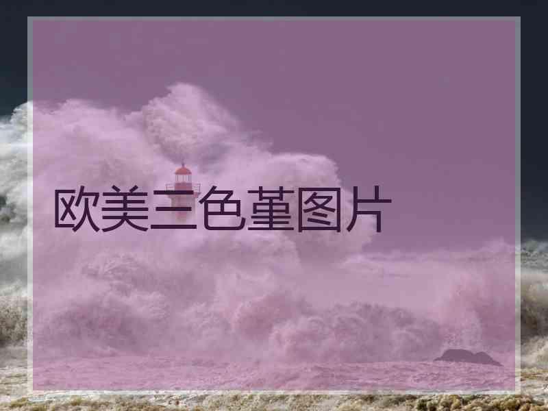 欧美三色堇图片