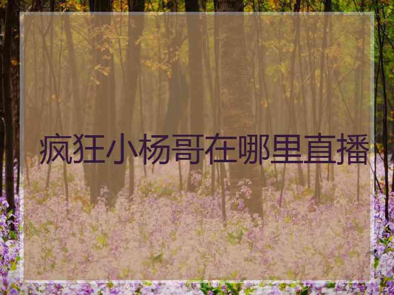疯狂小杨哥在哪里直播