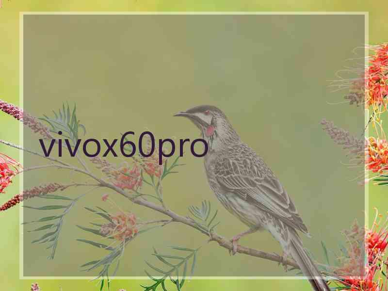 vivox60pro