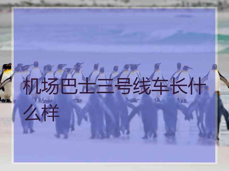 机场巴士三号线车长什么样