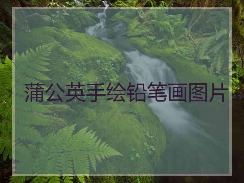 蒲公英手绘铅笔画图片