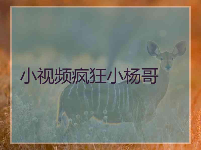 小视频疯狂小杨哥