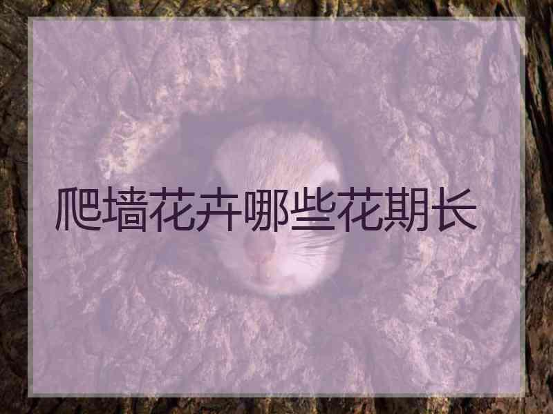 爬墙花卉哪些花期长