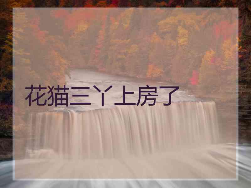 花猫三丫上房了