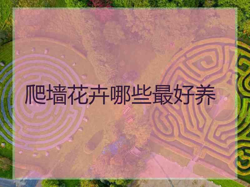爬墙花卉哪些最好养