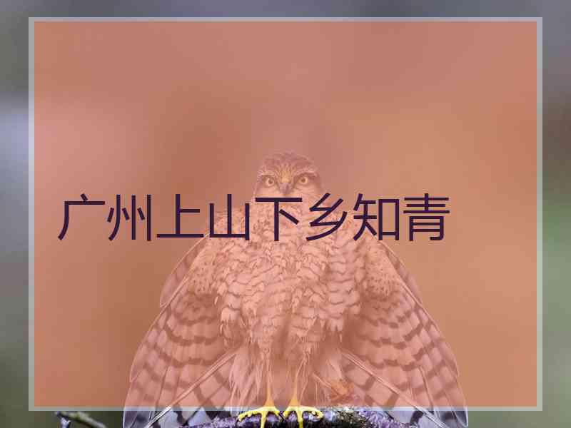 广州上山下乡知青
