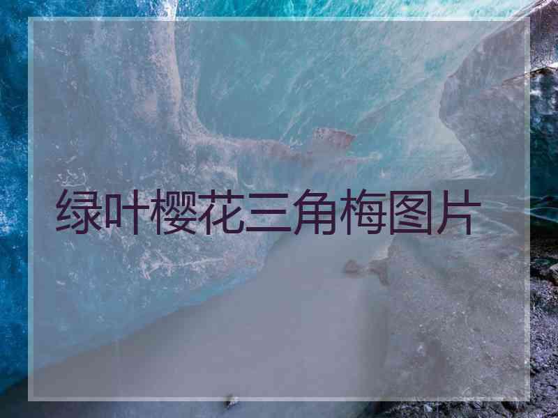 绿叶樱花三角梅图片