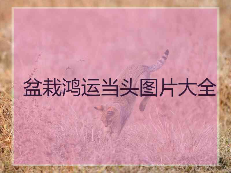 盆栽鸿运当头图片大全