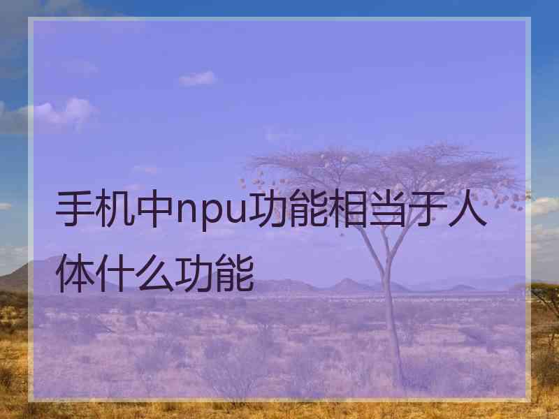 手机中npu功能相当于人体什么功能