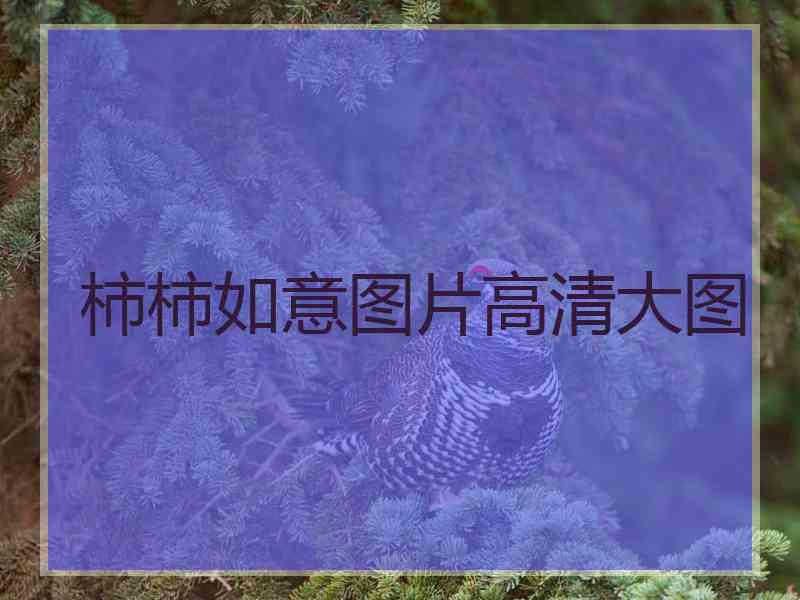 柿柿如意图片高清大图