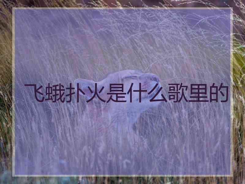 飞蛾扑火是什么歌里的