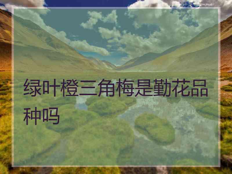 绿叶橙三角梅是勤花品种吗