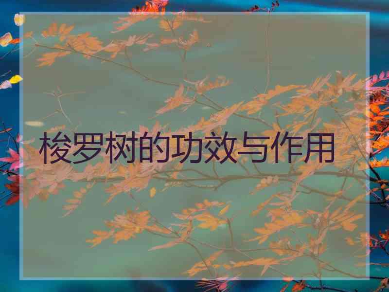 梭罗树的功效与作用