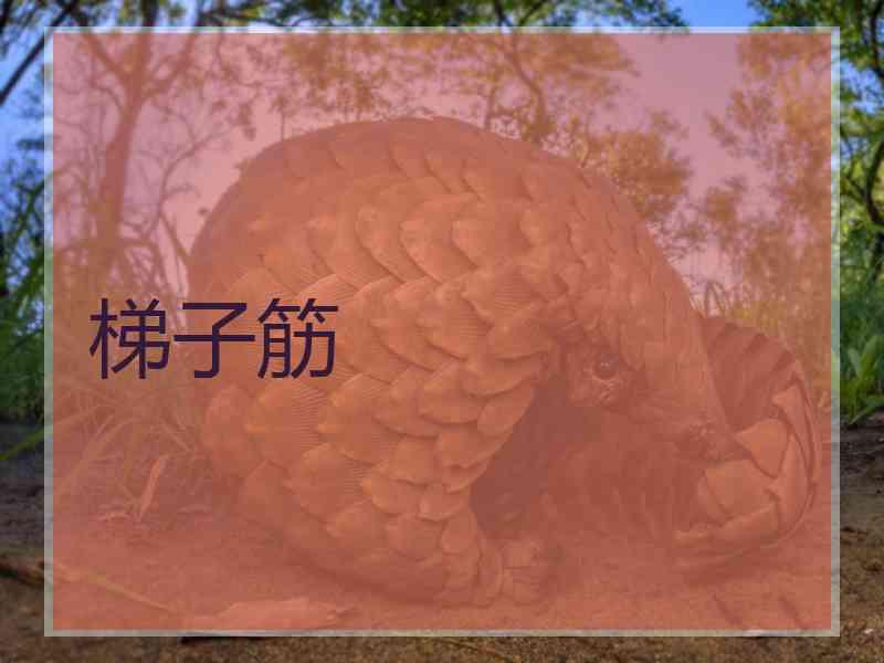 梯子筋
