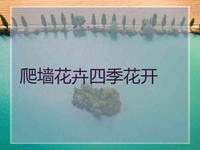 爬墙花卉四季花开