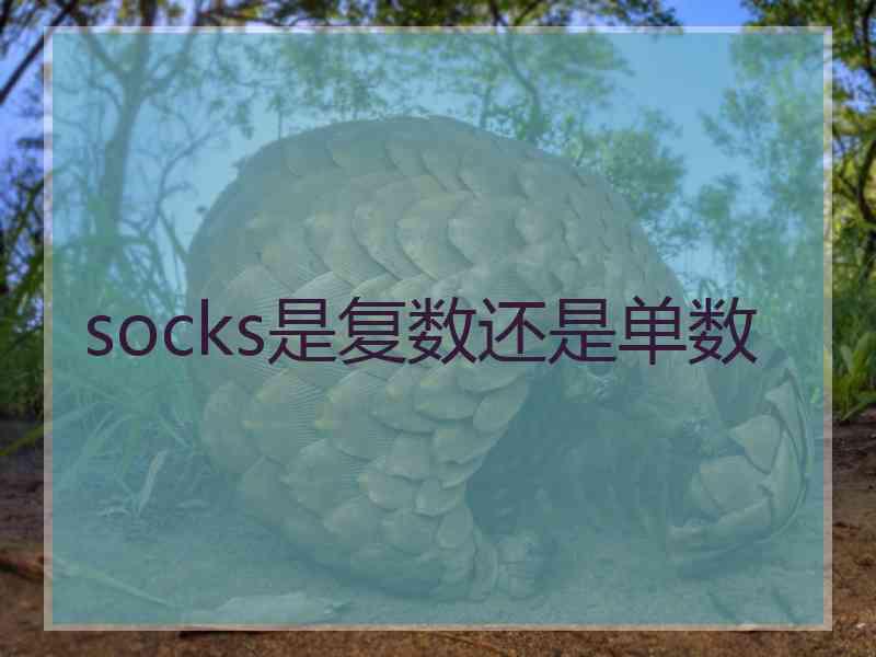 socks是复数还是单数