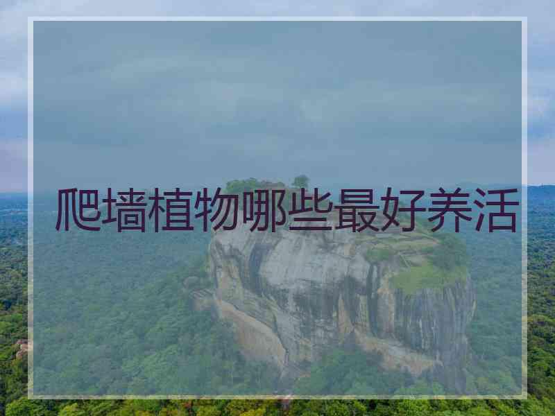 爬墙植物哪些最好养活
