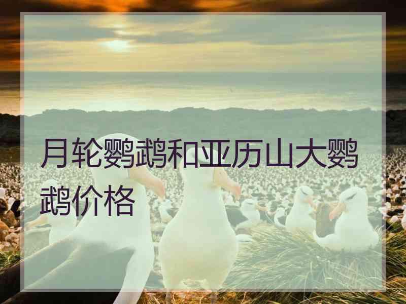 月轮鹦鹉和亚历山大鹦鹉价格