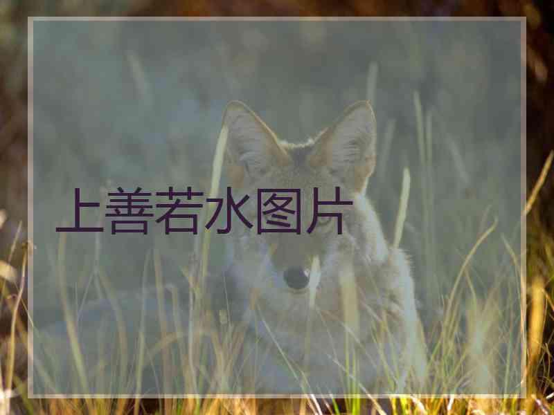 上善若水图片