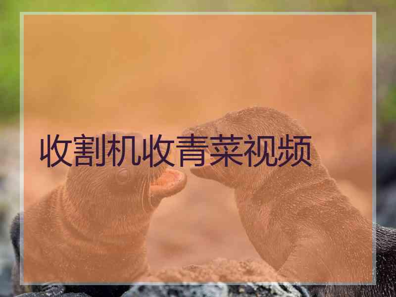 收割机收青菜视频