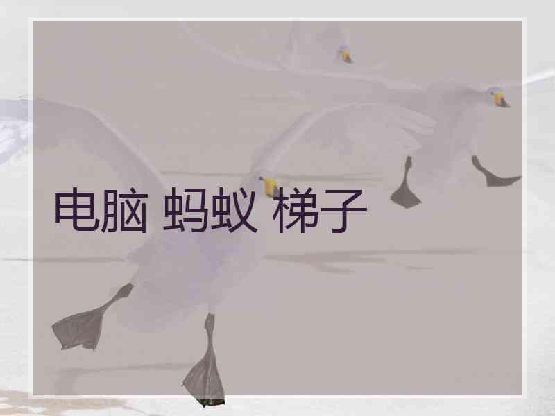 电脑 蚂蚁 梯子