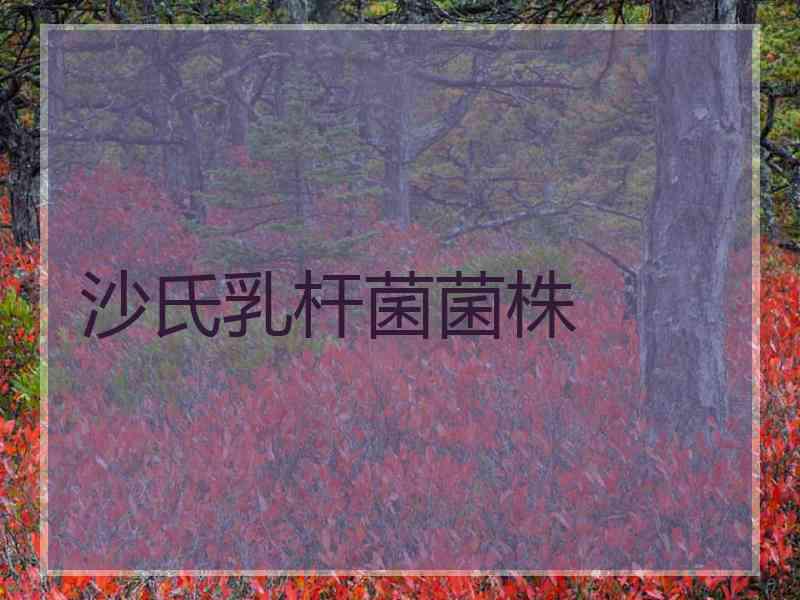 沙氏乳杆菌菌株