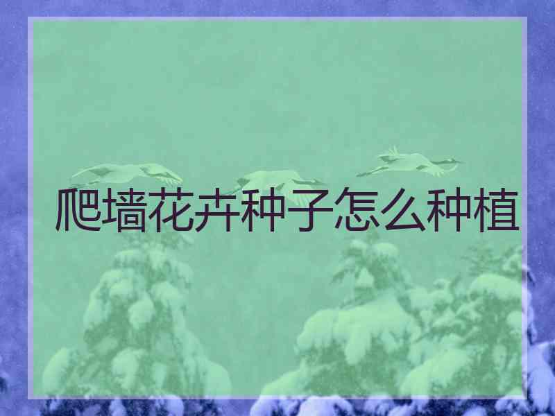 爬墙花卉种子怎么种植