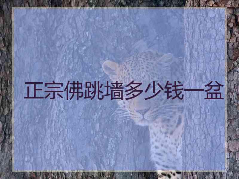 正宗佛跳墙多少钱一盆