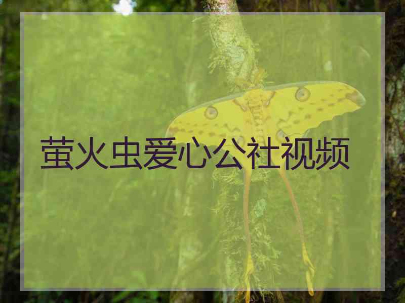 萤火虫爱心公社视频