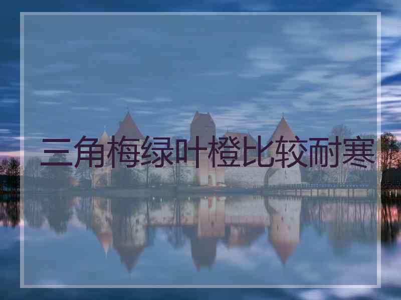 三角梅绿叶橙比较耐寒