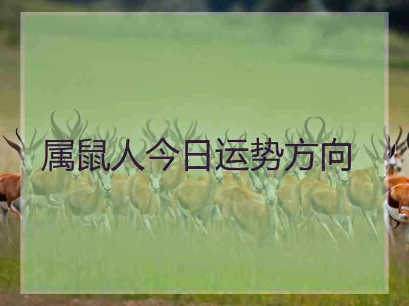 属鼠人今日运势方向