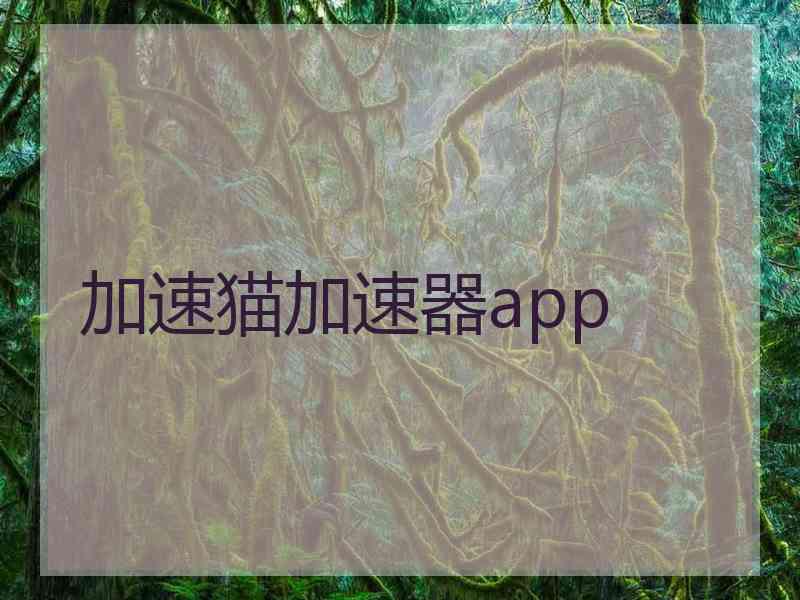 加速猫加速器app