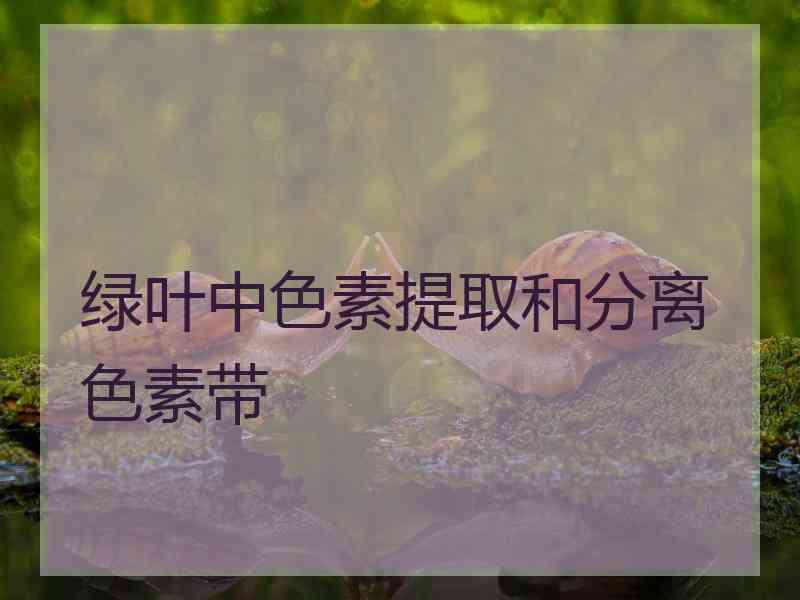 绿叶中色素提取和分离色素带