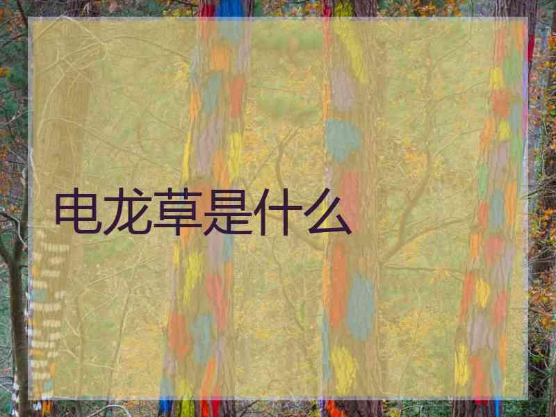 电龙草是什么