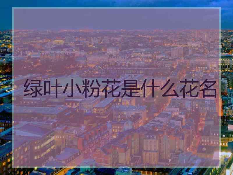 绿叶小粉花是什么花名