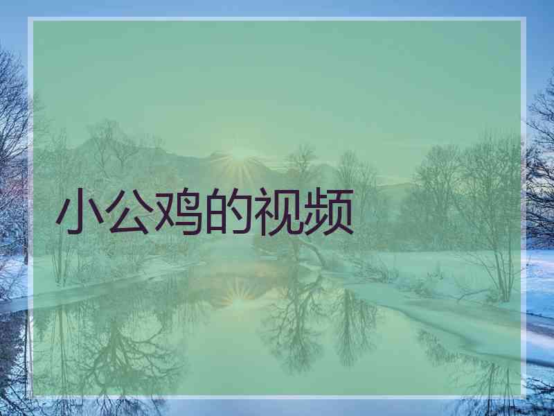 小公鸡的视频