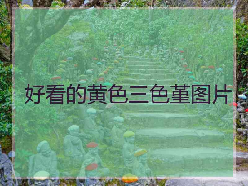 好看的黄色三色堇图片