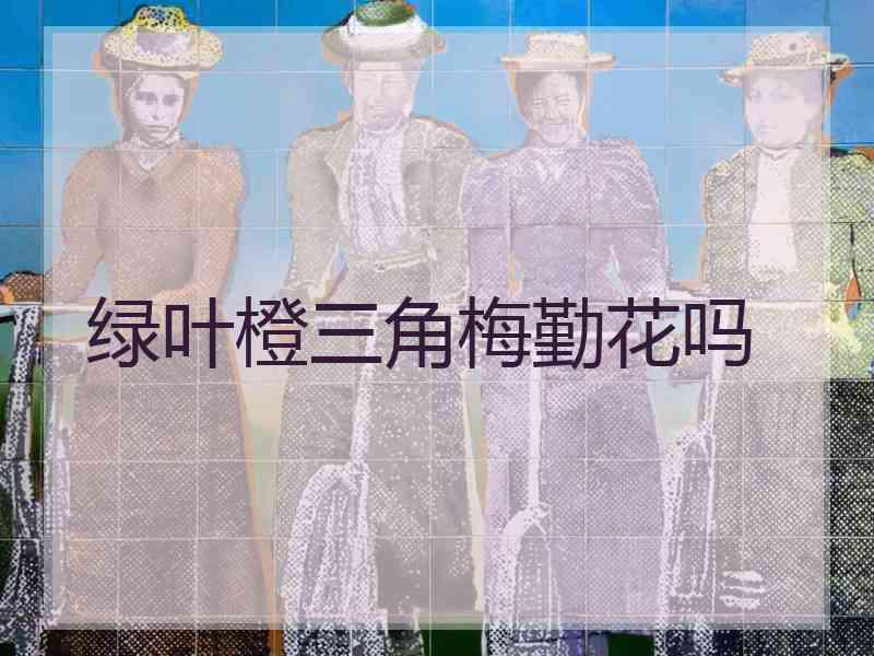 绿叶橙三角梅勤花吗
