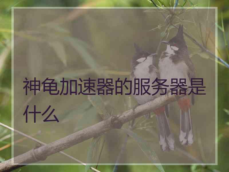 神龟加速器的服务器是什么
