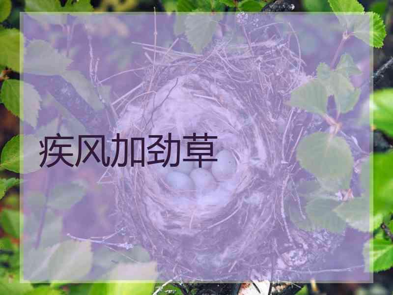 疾风加劲草
