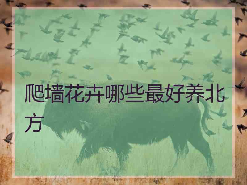 爬墙花卉哪些最好养北方