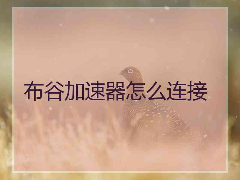布谷加速器怎么连接